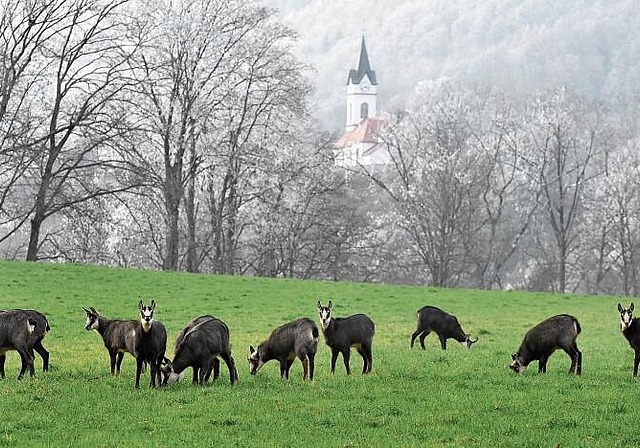 Rund um den Hauenstein – im Hintergrund die Kirche von Ifenthal – lebt eine grössere Kolonie Gämsen. (Bild: Archiv Bruno Kissling)