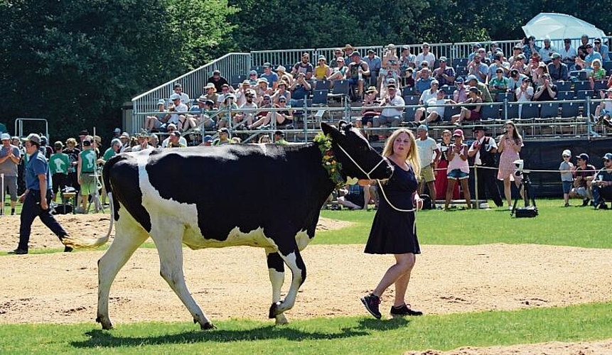 Einer der drei Lebendpreise, das Rind «La Bella», wird dem Publikum präsentiert.
