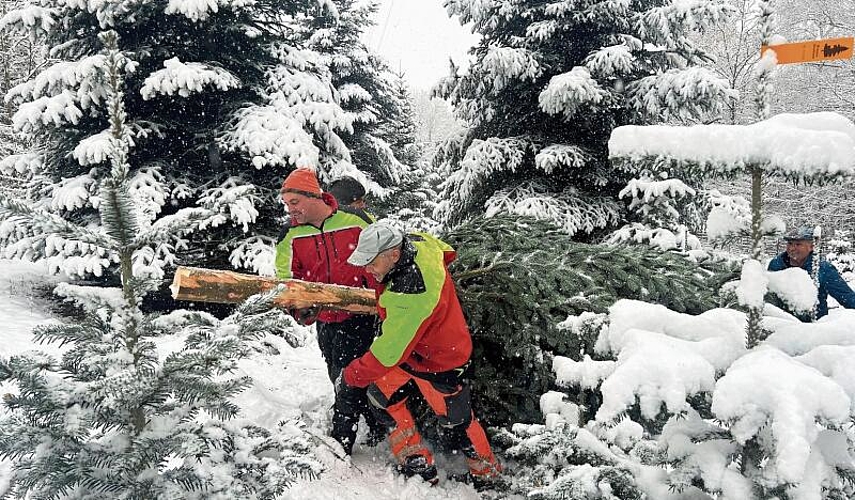 Mitarbeiter des Forstbetriebs Unterer Hauenstein schleppen die verschneiten Bäume zum Transporter. (Bild: Caspar Reimer)