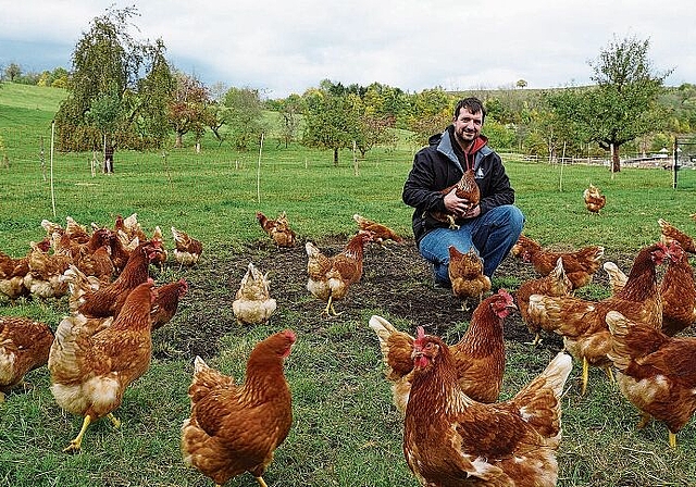 Reto Nussbaumer behagt die Arbeit mit den Hühnern sehr: «Sie sind zutraulicher, als man gemeinhin denkt.» (Bild: Achim Günter)