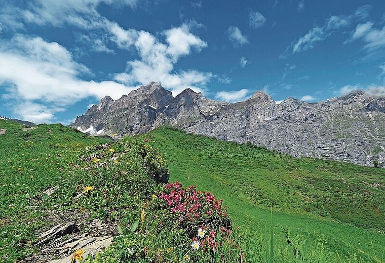 Alpenrosen beim Aufstieg vom Brüsti hinter der Alp Grat zum Surenenpass im Kanton Uri. (Bild: Corrado Filipponi)
