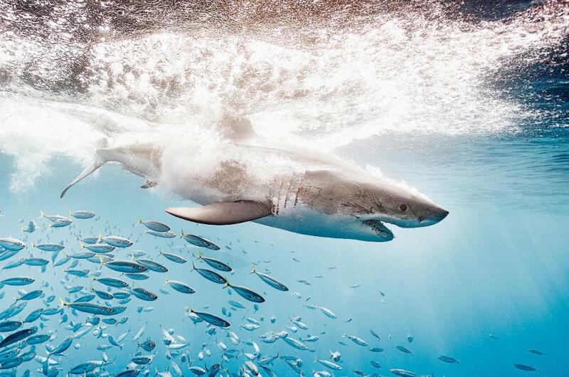 2013 erfüllte sich Raphael Studer einen Traum und fotografierte zum ersten Mal Haie. Die Tiere bedeuten ihm seither besonders viel. (Bild: Raphael Studer)
