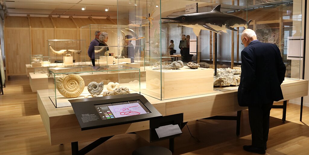 Hell und einladend präsentiert das Naturmuseum seine schönsten Gesteine, Mineralien und Fossilien und im zweiten Teil der Ausstellung die heutige Vielfalt der Lebewesen in der Region Olten. (Bild: mim)
